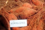 Khoai lang Hoàng Long được phục tráng